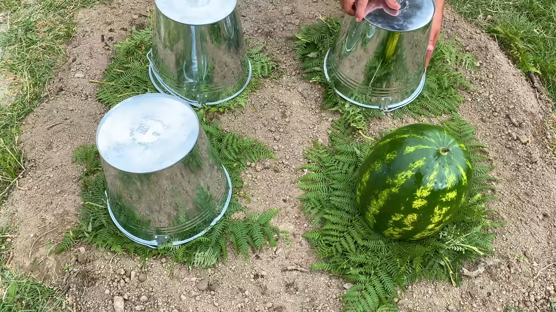 Cooking a whole chicken under a watermelon bucket - Weird but delicious