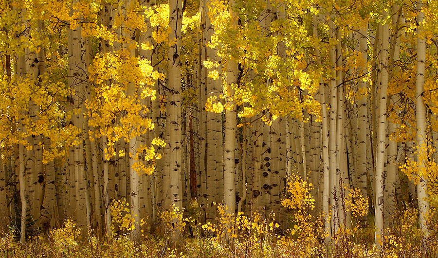 14 real-life forests that look like they're straight out of a fairytale