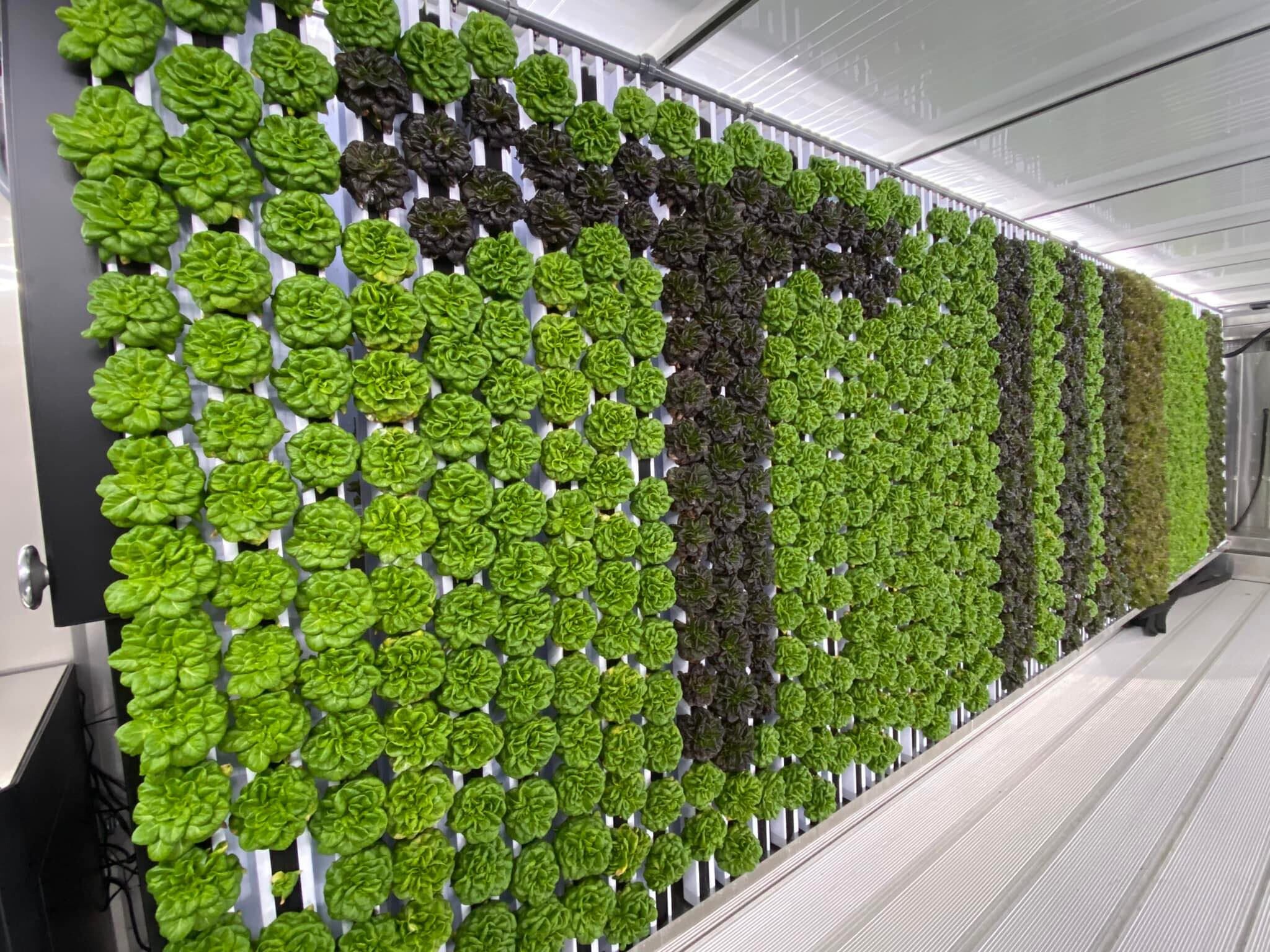 SC Department of Corrections to launch nation’s first vertical farm ...