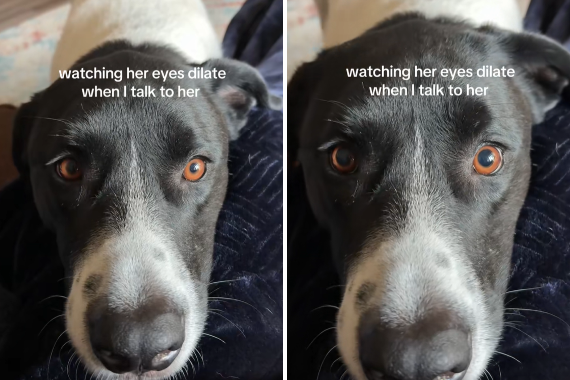 Internet stunned by what happens to dog’s eyes when her owner talks
