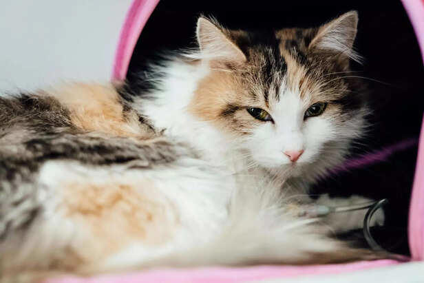 How to choose the right pet for your family