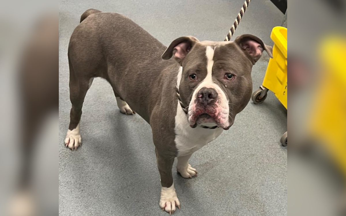 Shelter staff suspicious so they drug test dog, discover he