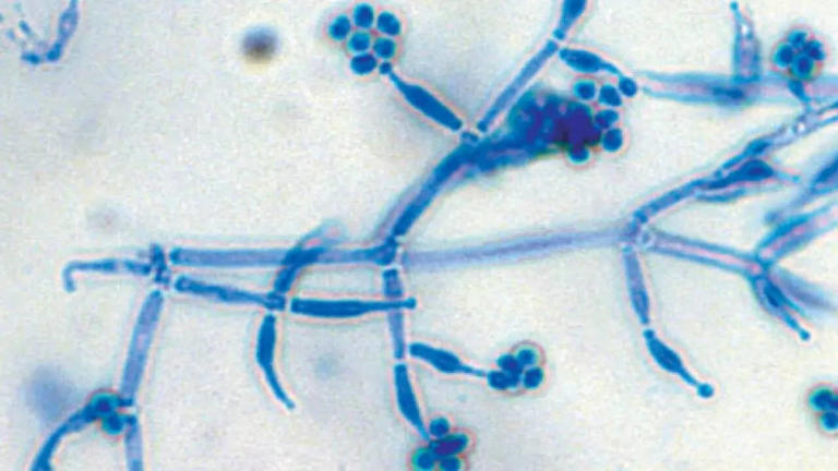 How to use Trichoderma to protect home plants from root diseases and ...