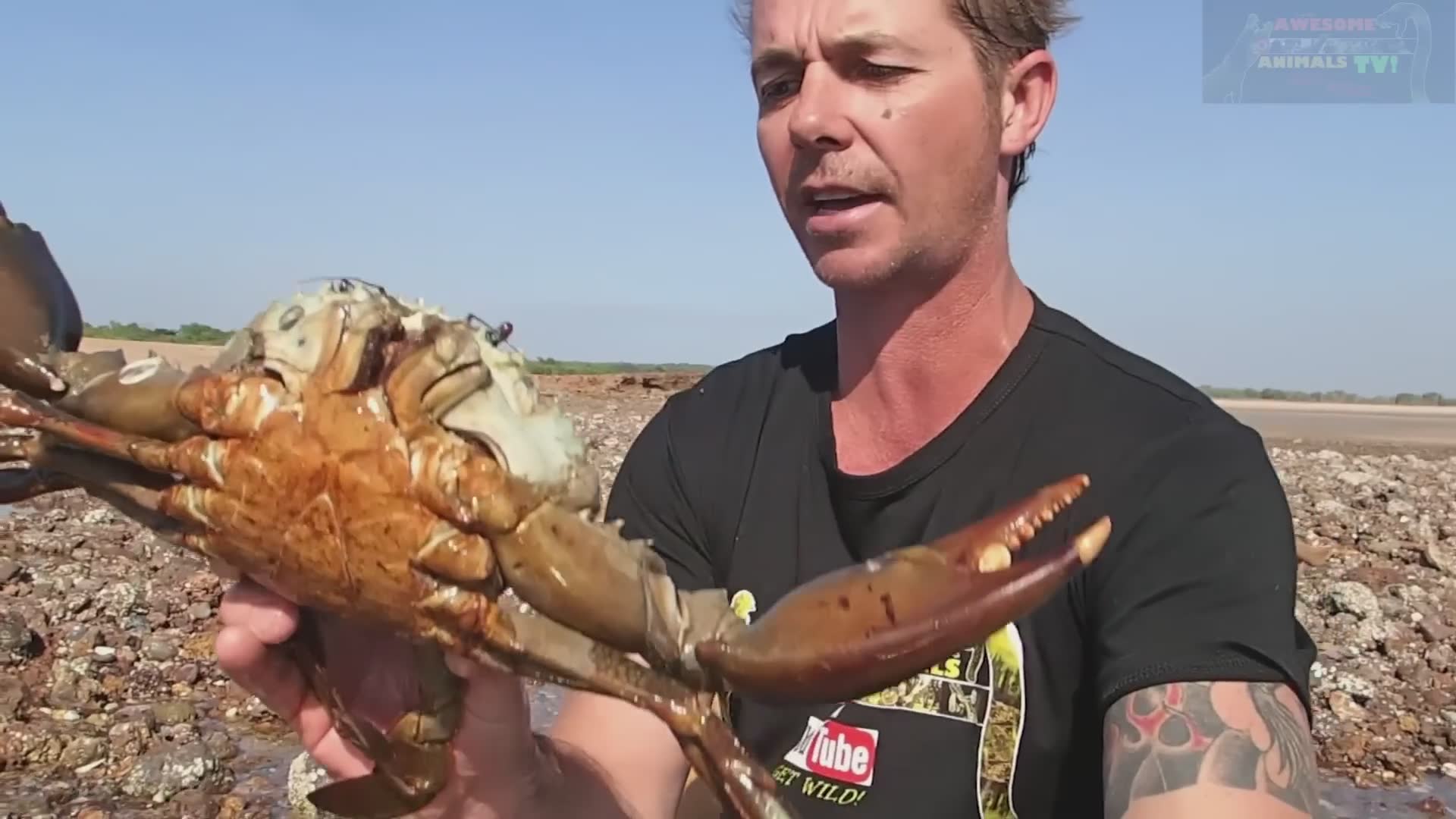 Catching giant mud crabs of various sizes and cooking them with outdoor ...