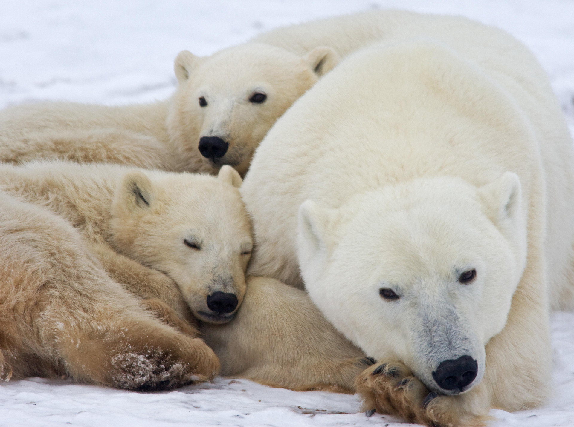 Adorable images of spring: Canada's new generation of wildlife