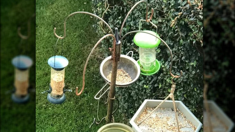Make an easy DIY bird feeder from a kitchen item you already own