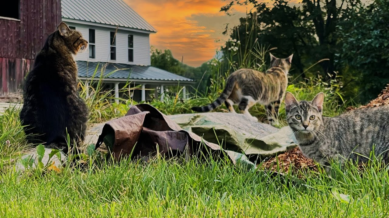 The first outdoor adventures of the new barn cats on the farm