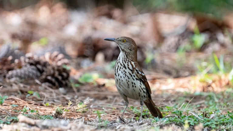 16 types of ground-feeding birds and how to attract them