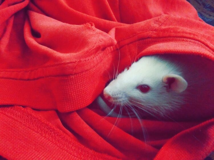 10 reasons why rats make better pets than dogs