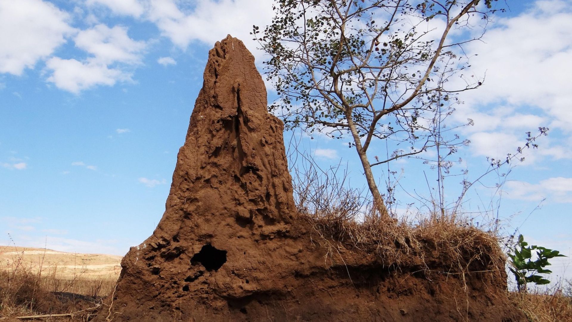 Insects that build structures more complex than you’d think