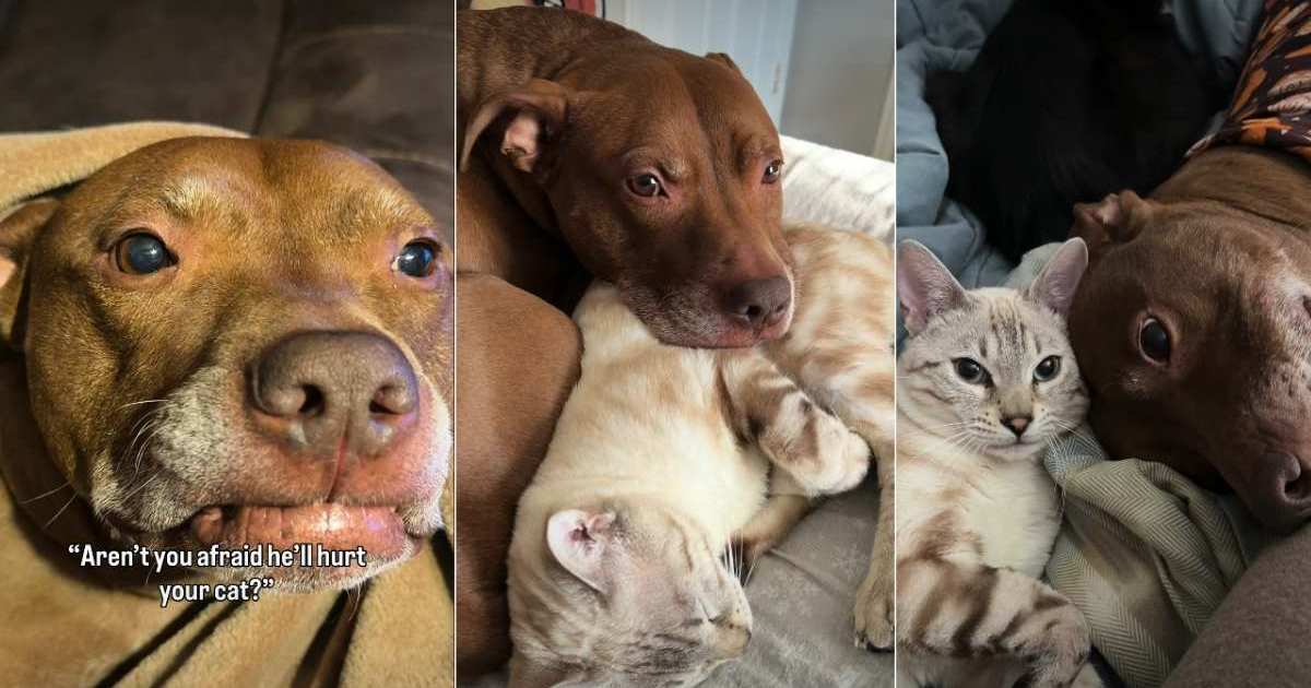 Pit bull & cat do their own thing-together