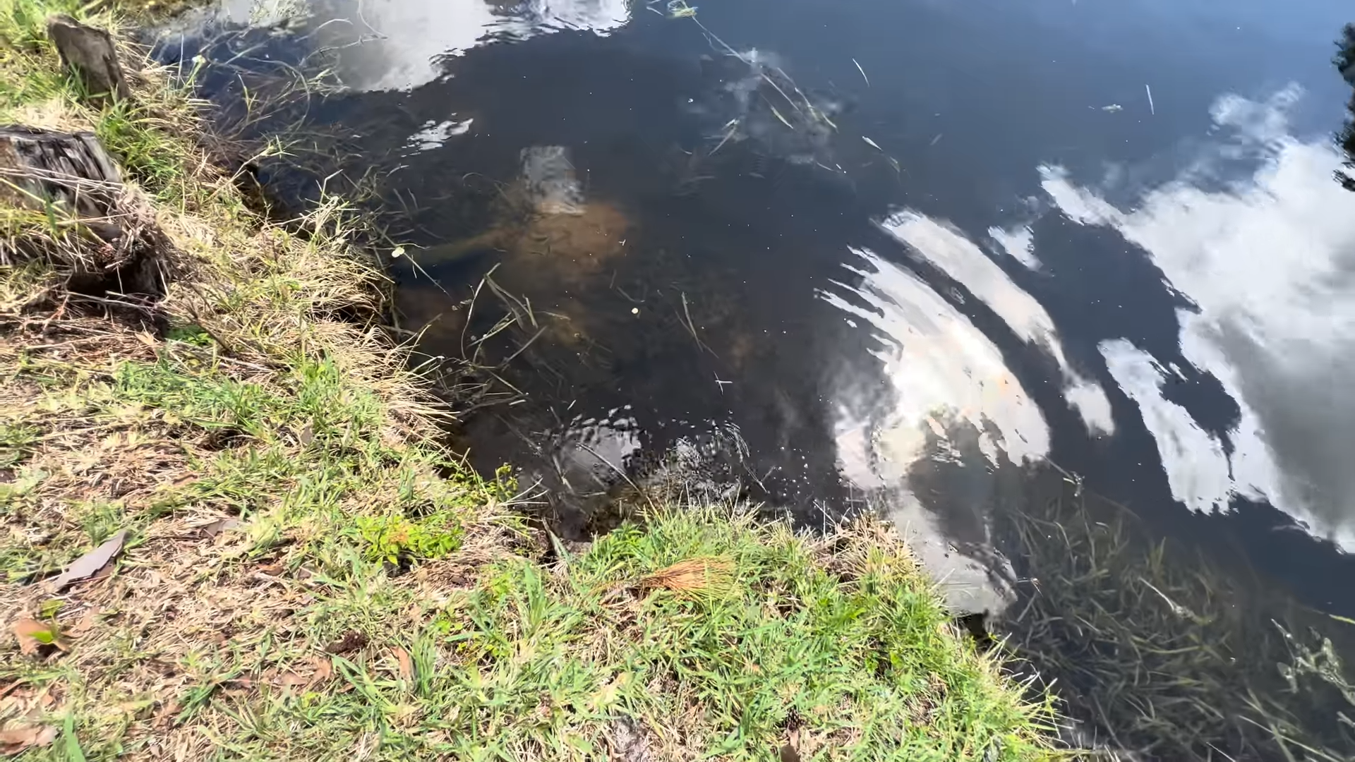We removed hundreds of invasive fish and this happened