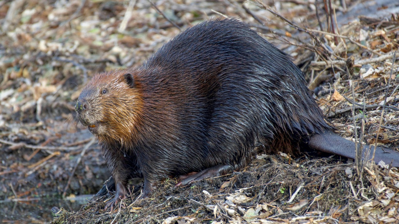 Study finds beaver-built wetlands can store carbon up to 10x faster