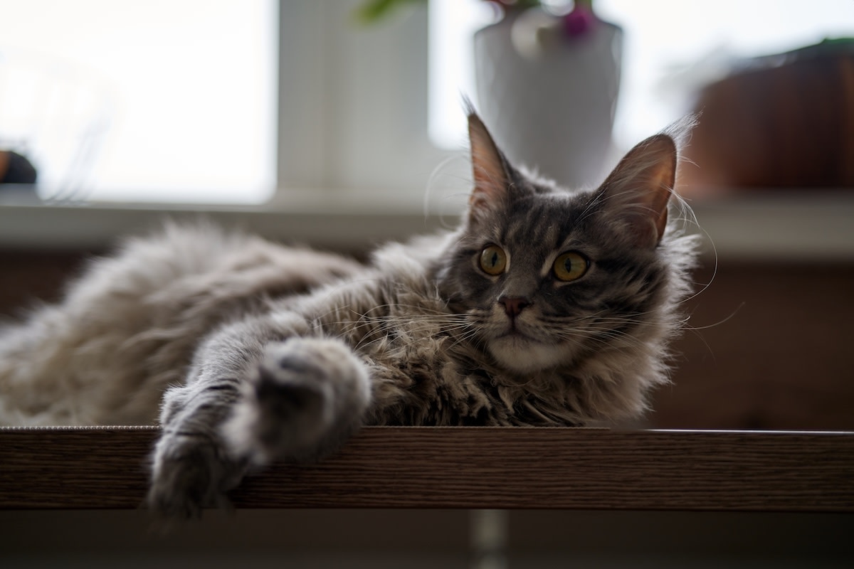 Maine coon cat’s pure joy when dad gets home can’t get any cuter