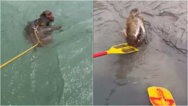 Watch: Tourists save monkey from raging river - heartwarming rescue ...