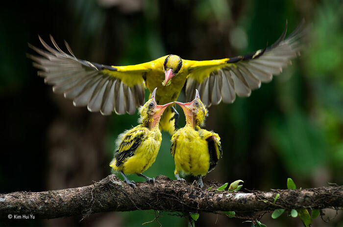 38 photos honored in the Wildlife Photographer of the Year contest