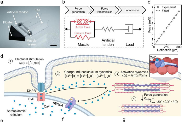 Swimming robot propelled by lab-grown muscle hits record speed
