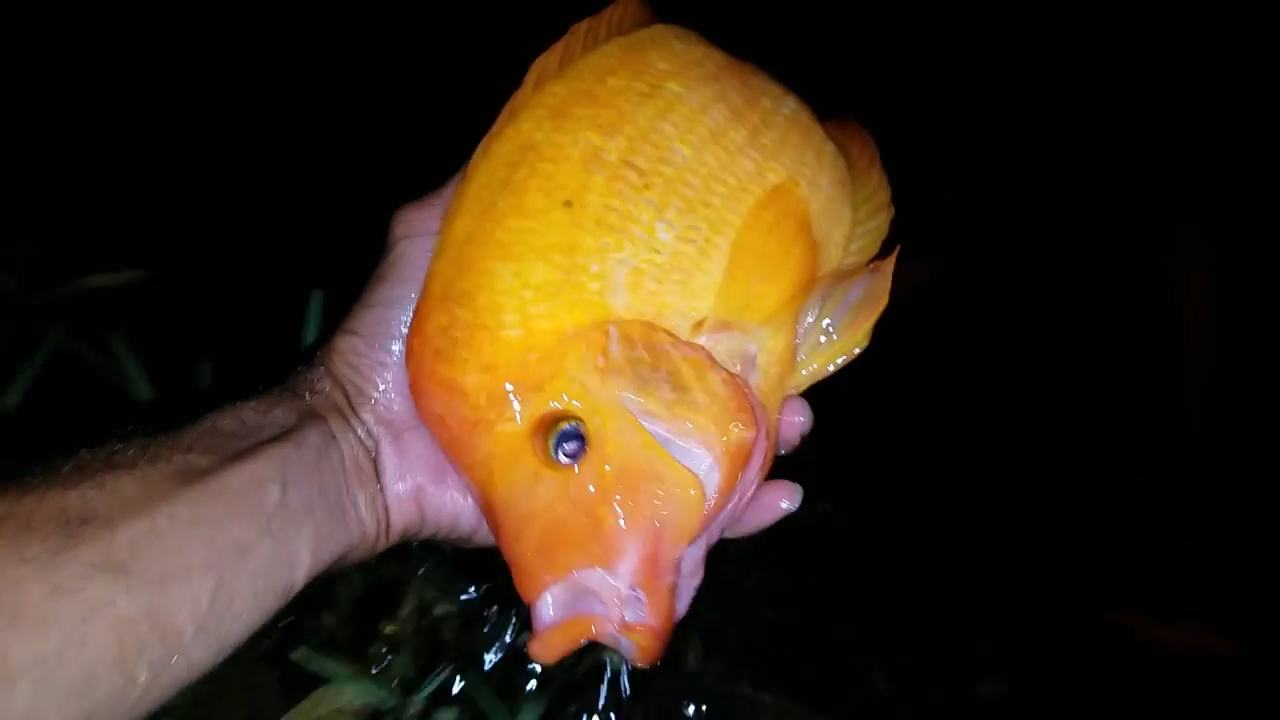 I caught a fish that changed color in seconds