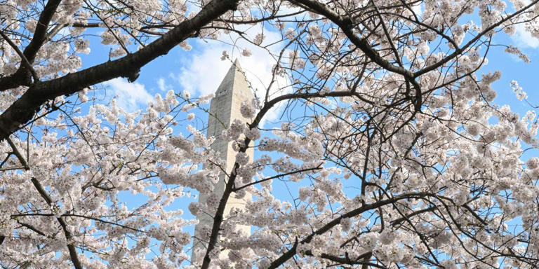 Japan’s prime minister gifts 250 new cherry blossom trees to the United ...