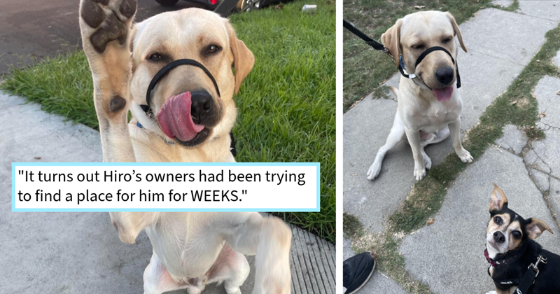 Heartless owner abandons puppy with pet sitter, resulting in the sitter ...