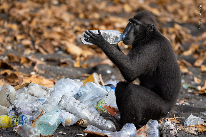 38 photos honored in the Wildlife Photographer of the Year contest