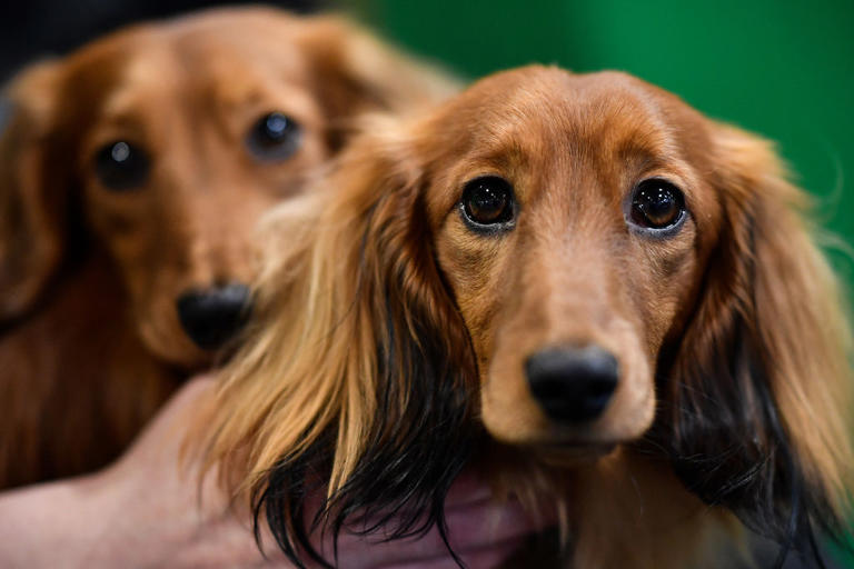 Top dogs 2026: Here are the 12 most popular breeds of adorable dog ...