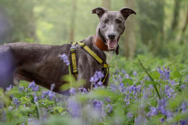 Dog Owners Warned Over Potential Accidental Poisoning From Common Photo Inspiration