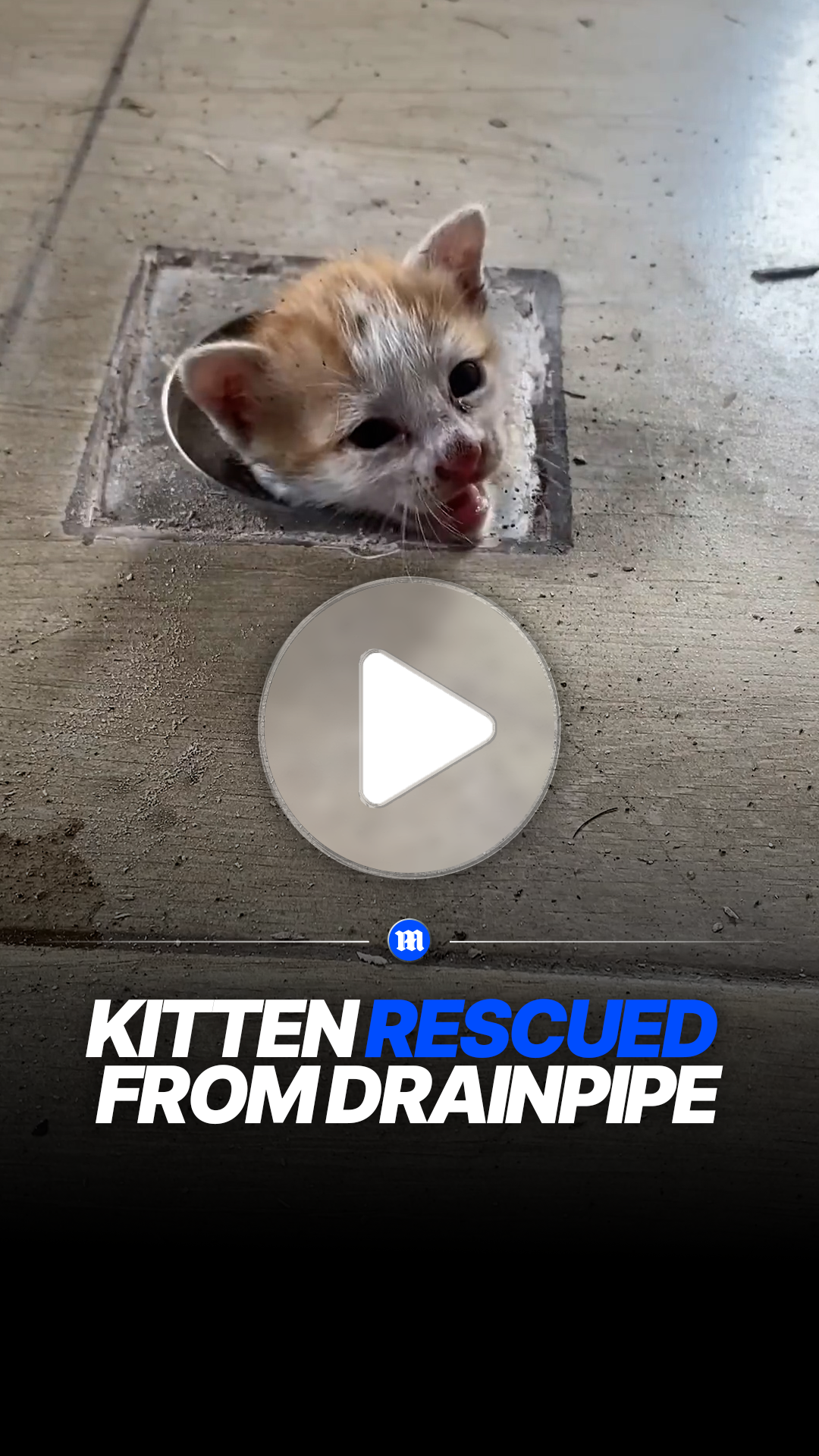 Kitten rescued after getting stuck inside drain pipe