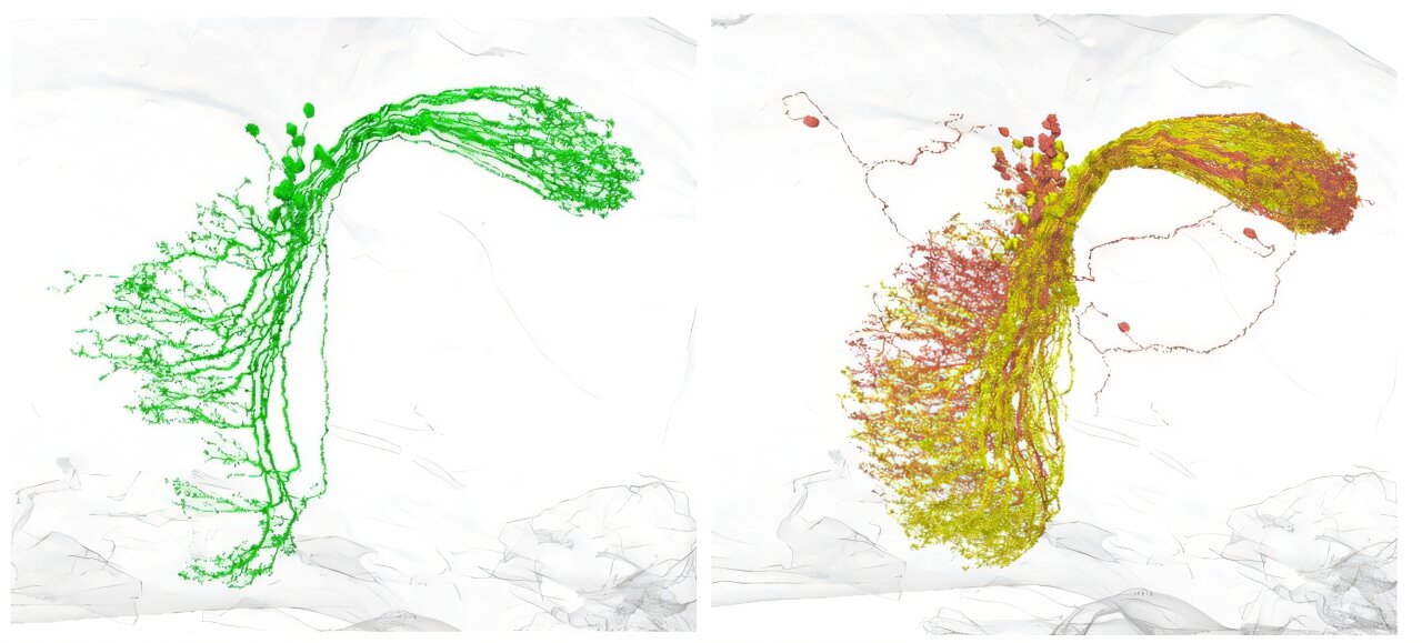 Synaptic connectivity alone can reveal neuron types