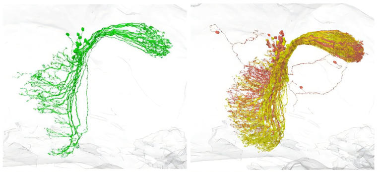 Synaptic connectivity alone can reveal neuron types