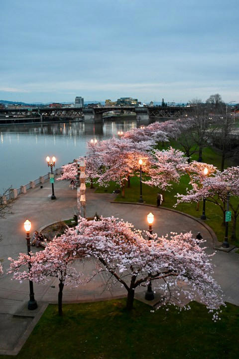 Portland’s waterfront cherry blossoms now in bloom. Here’s how long ...