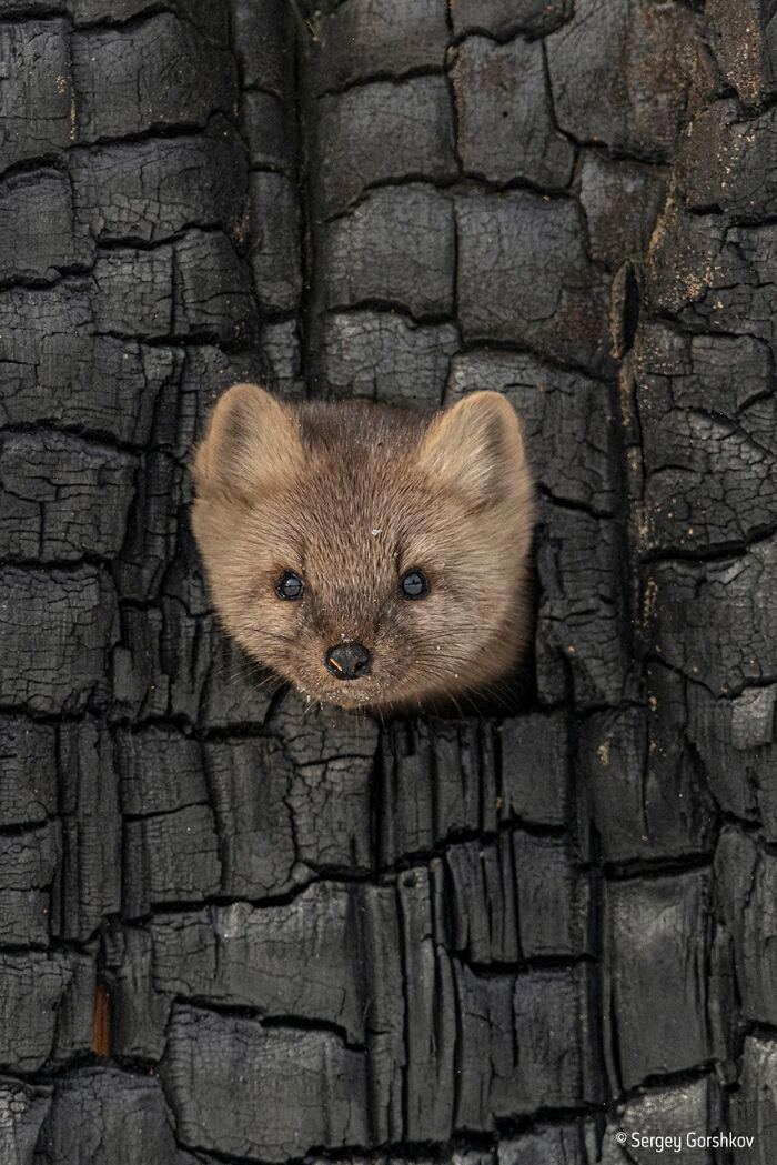 38 photos honored in the Wildlife Photographer of the Year contest
