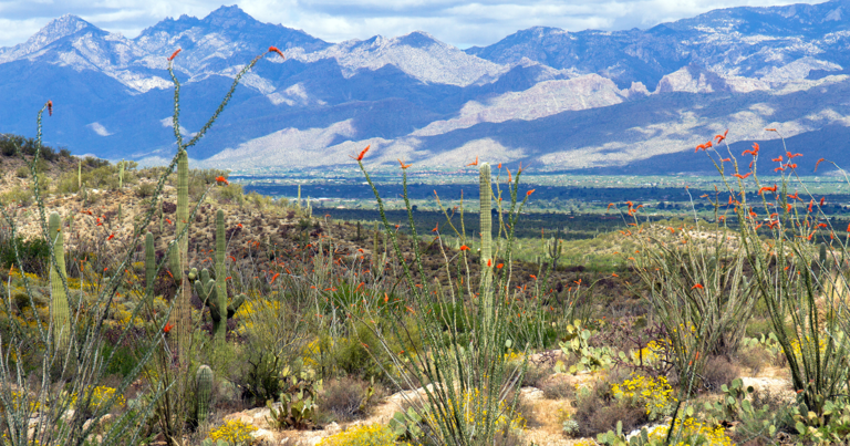 I live in Arizona, and this national park shines in spring