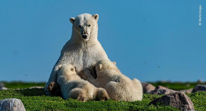 38 photos honored in the Wildlife Photographer of the Year contest