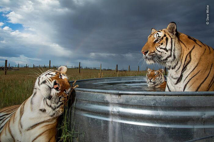 38 photos honored in the Wildlife Photographer of the Year contest