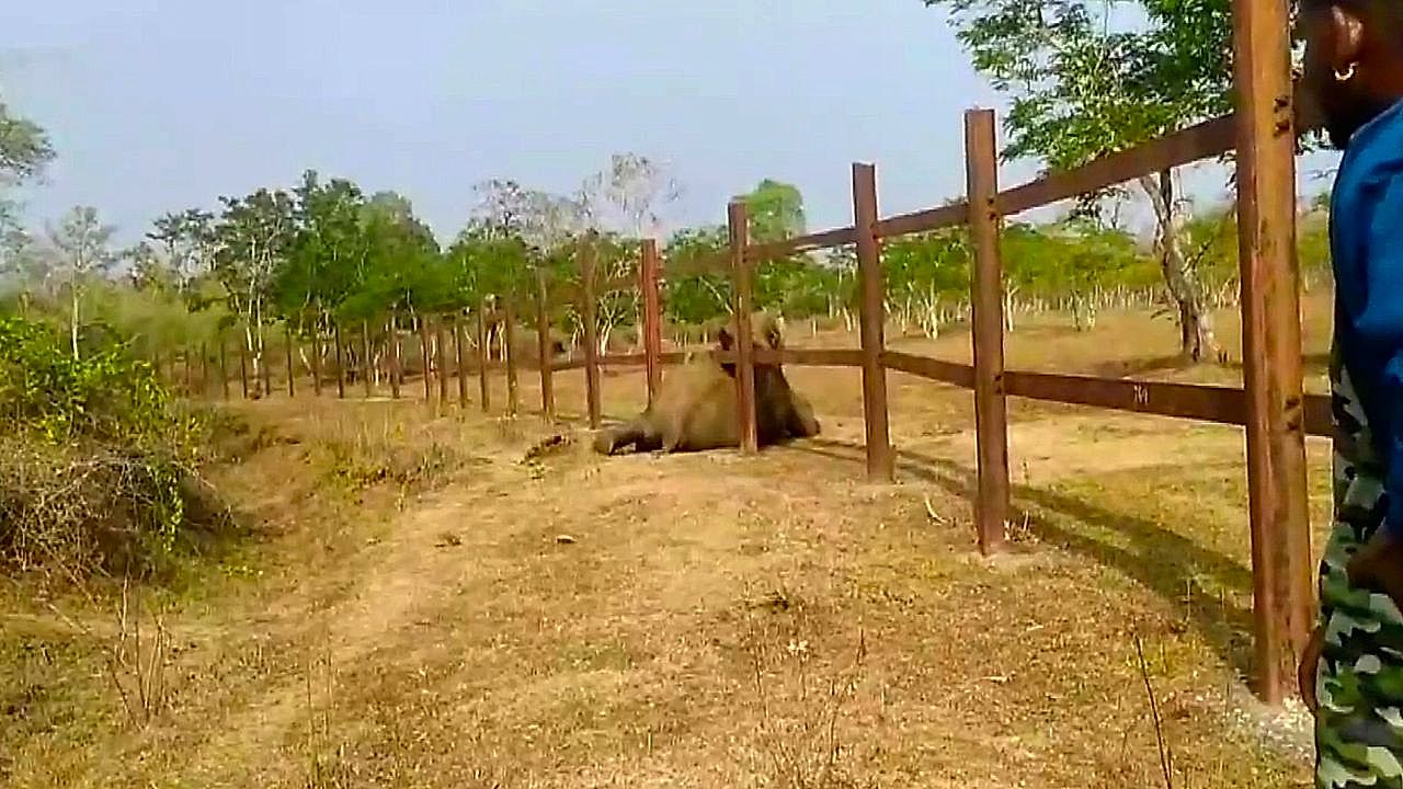 Elephant trapped under railway barrier breaks free on its own