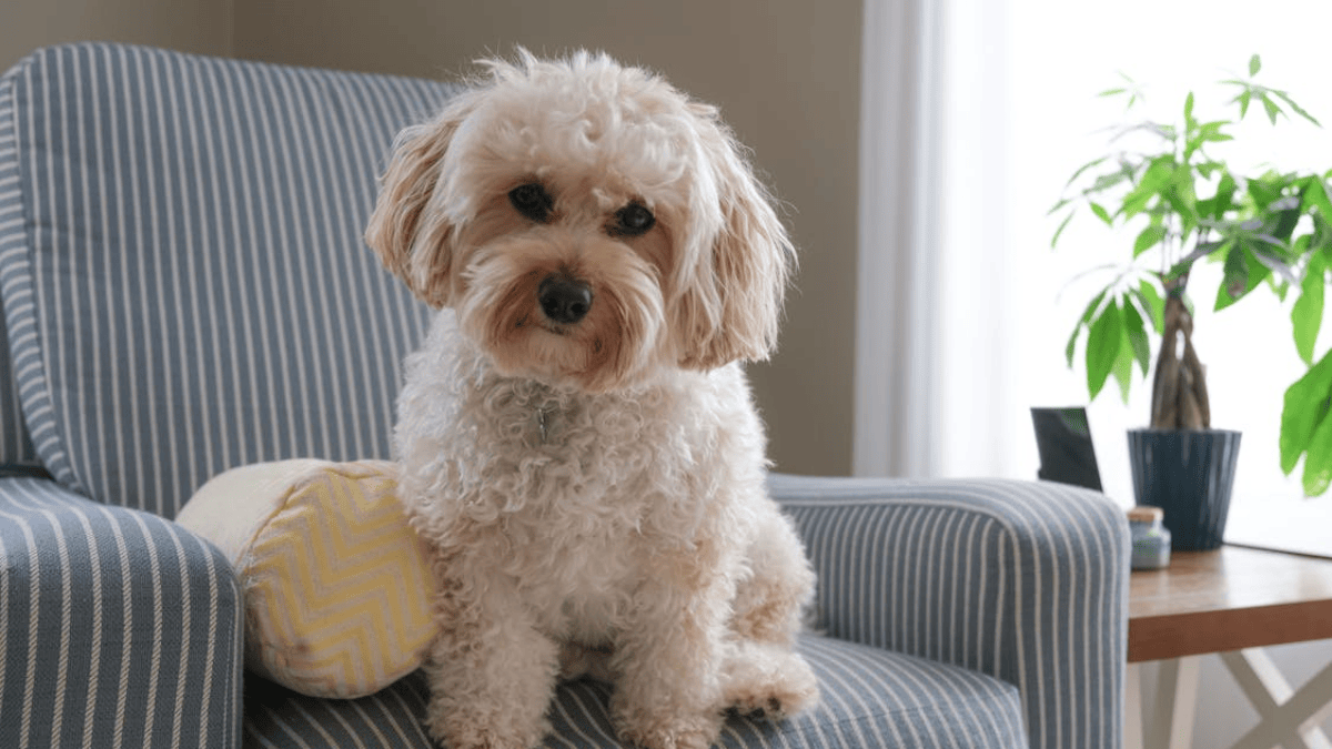 Thinking of a poodle? 5 things the American Kennel Club wants you to ...
