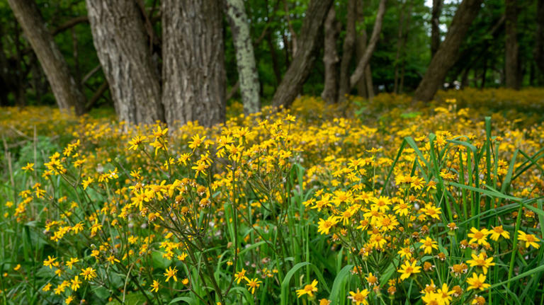5 over-the-top spring wildflower displays in Virginia, according to ...