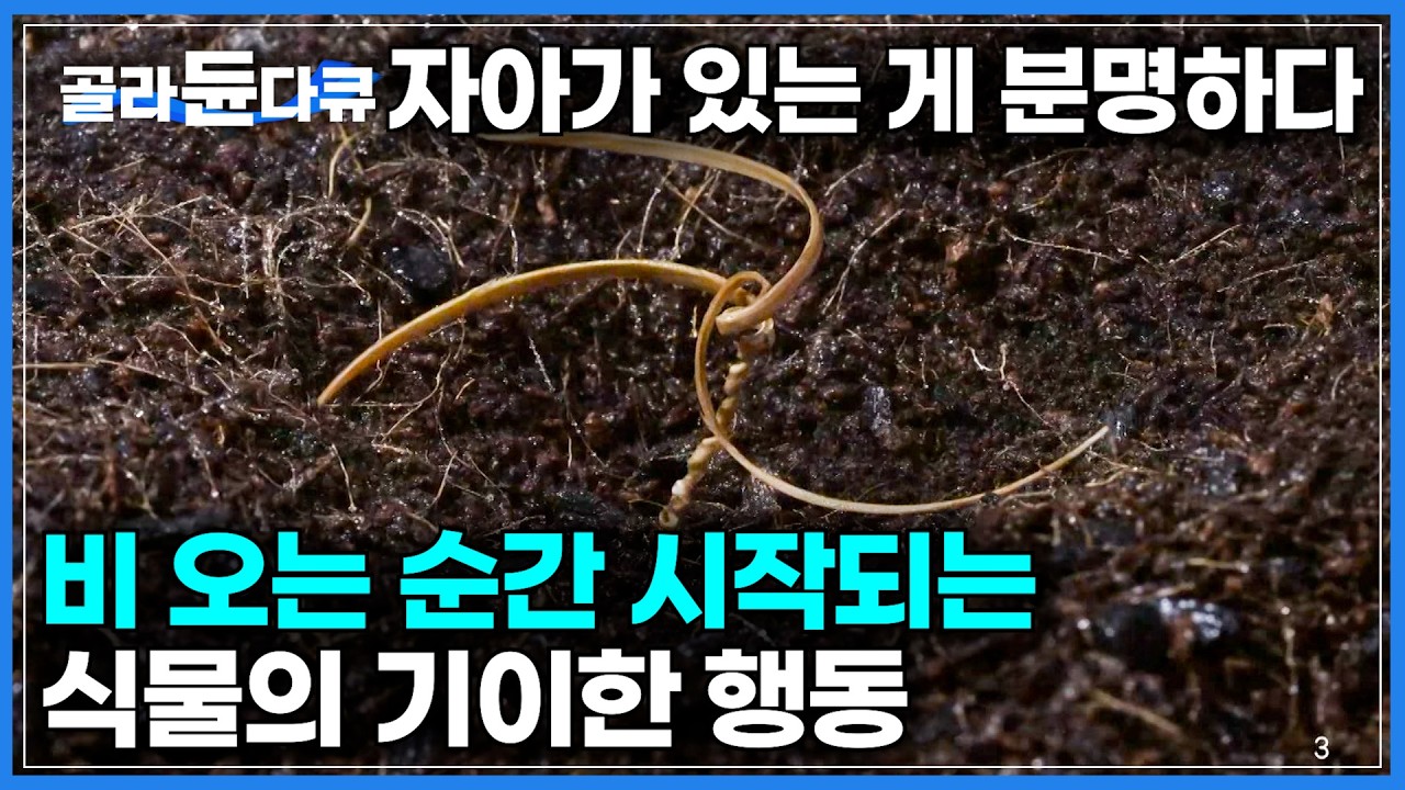 자아가 있는 외계 식물이 분명하다. 혼자서 번식하도록 프로그래밍 된 식물의 정체｜비가 오면 스스로 땅속을 파고드는 번식 천재 ...