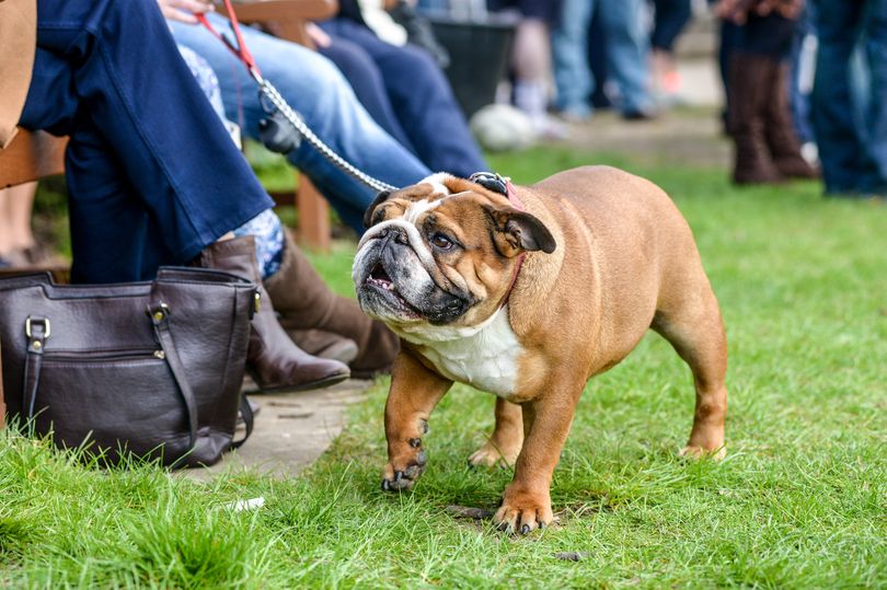 Midlands rugby club issues warning to dog owners after player admitted ...