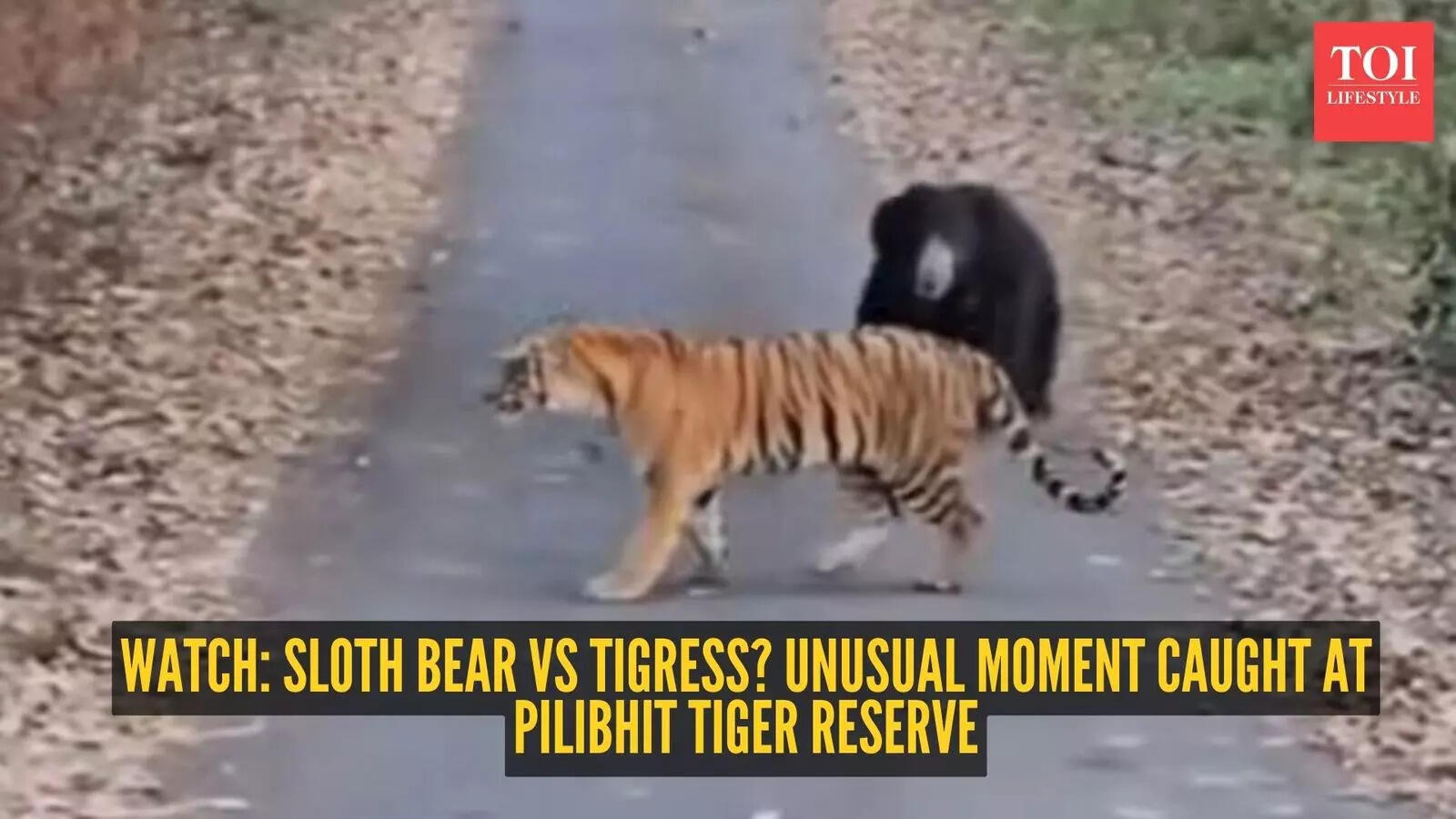 Watch: Sloth bear vs tigress? Unusual moment caught at Pilibhit Tiger ...