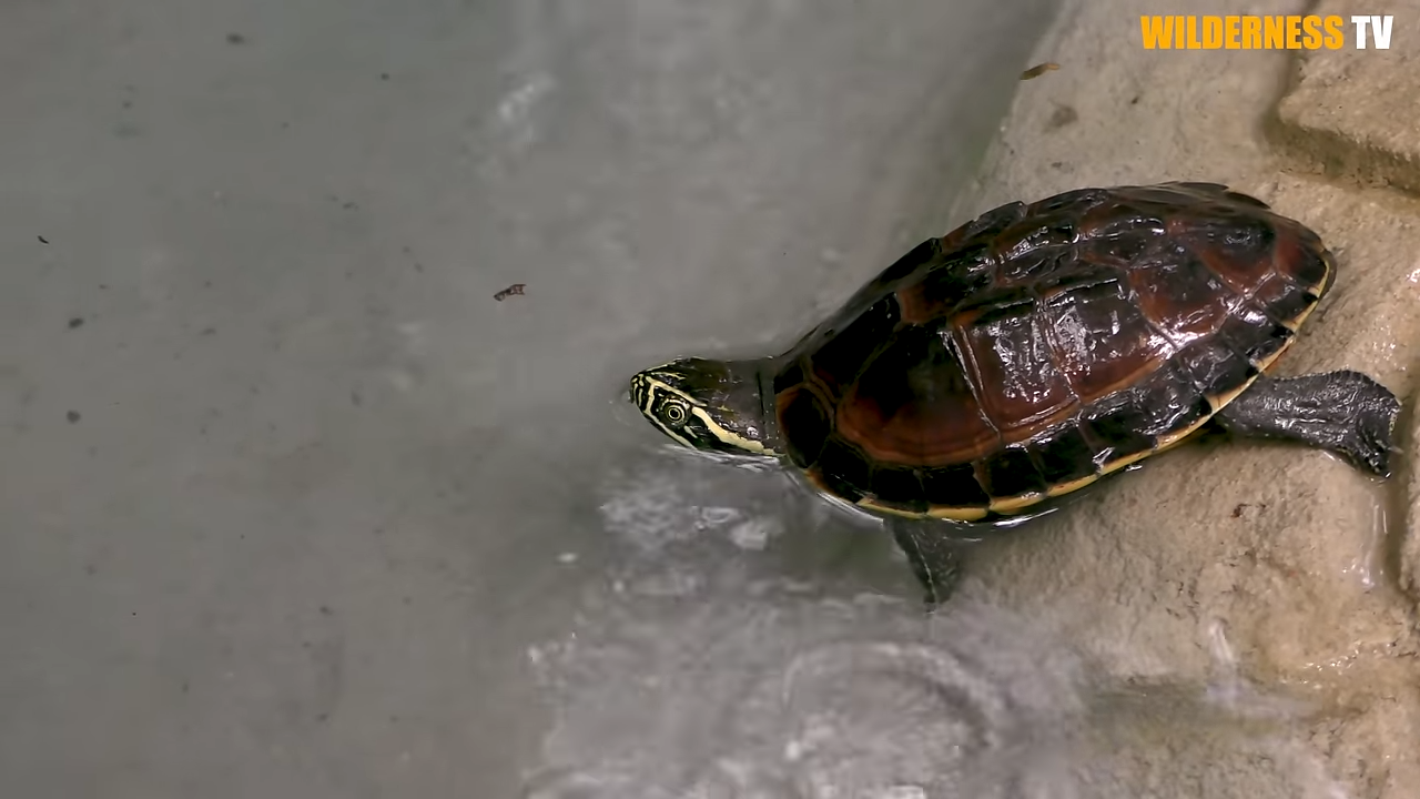 Watch poor dry turtle finally find safety in a fresh water pond