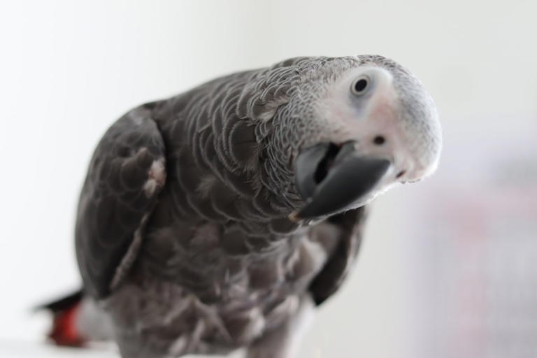 African grey parrot mocking sick mom deserves a 'best comedy' Oscar