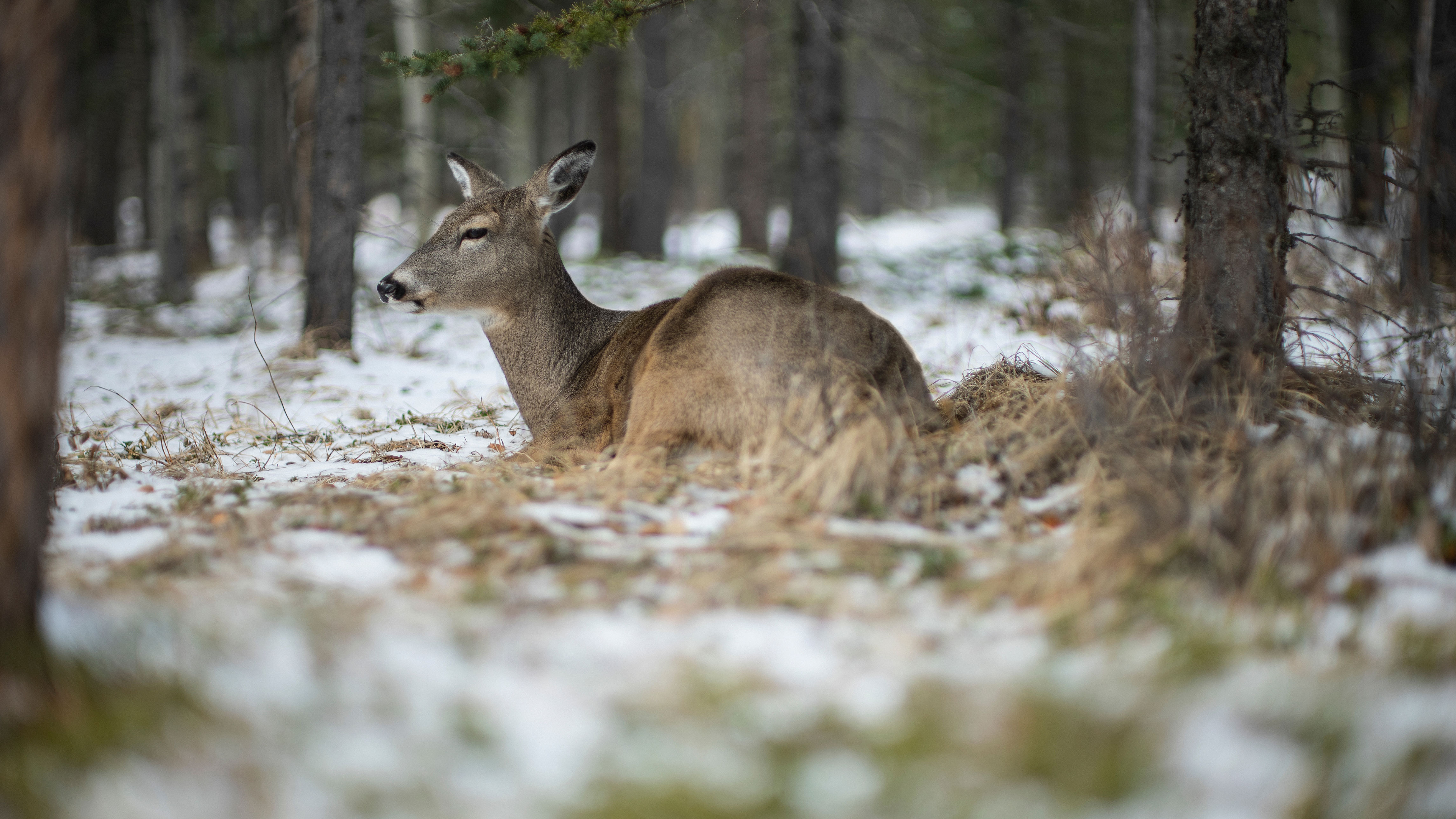 Deer resting on forest floor, surrounded by trees and patches of snow, creating a tranquil woodland scene