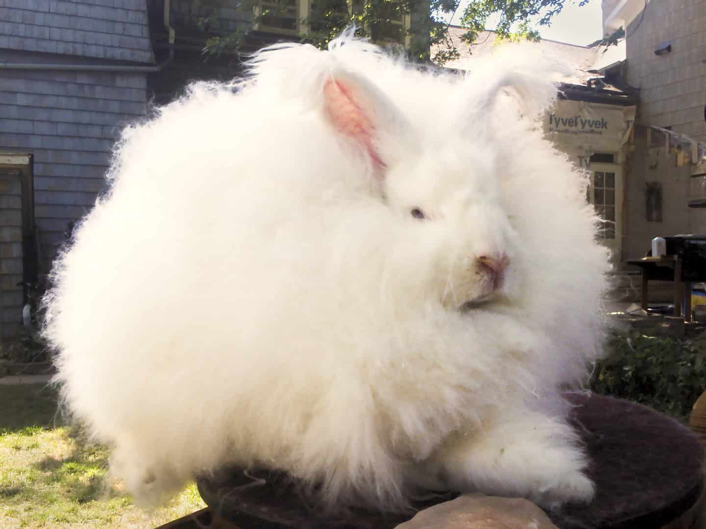 This cloud-like rabbit needs haircuts every three months