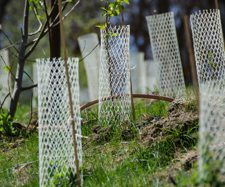 If squirrels keep digging up your yard, you're probably making one of ...