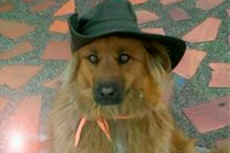 Murió Canela, la perrita que vivió más de una década en el Concejo de ...
