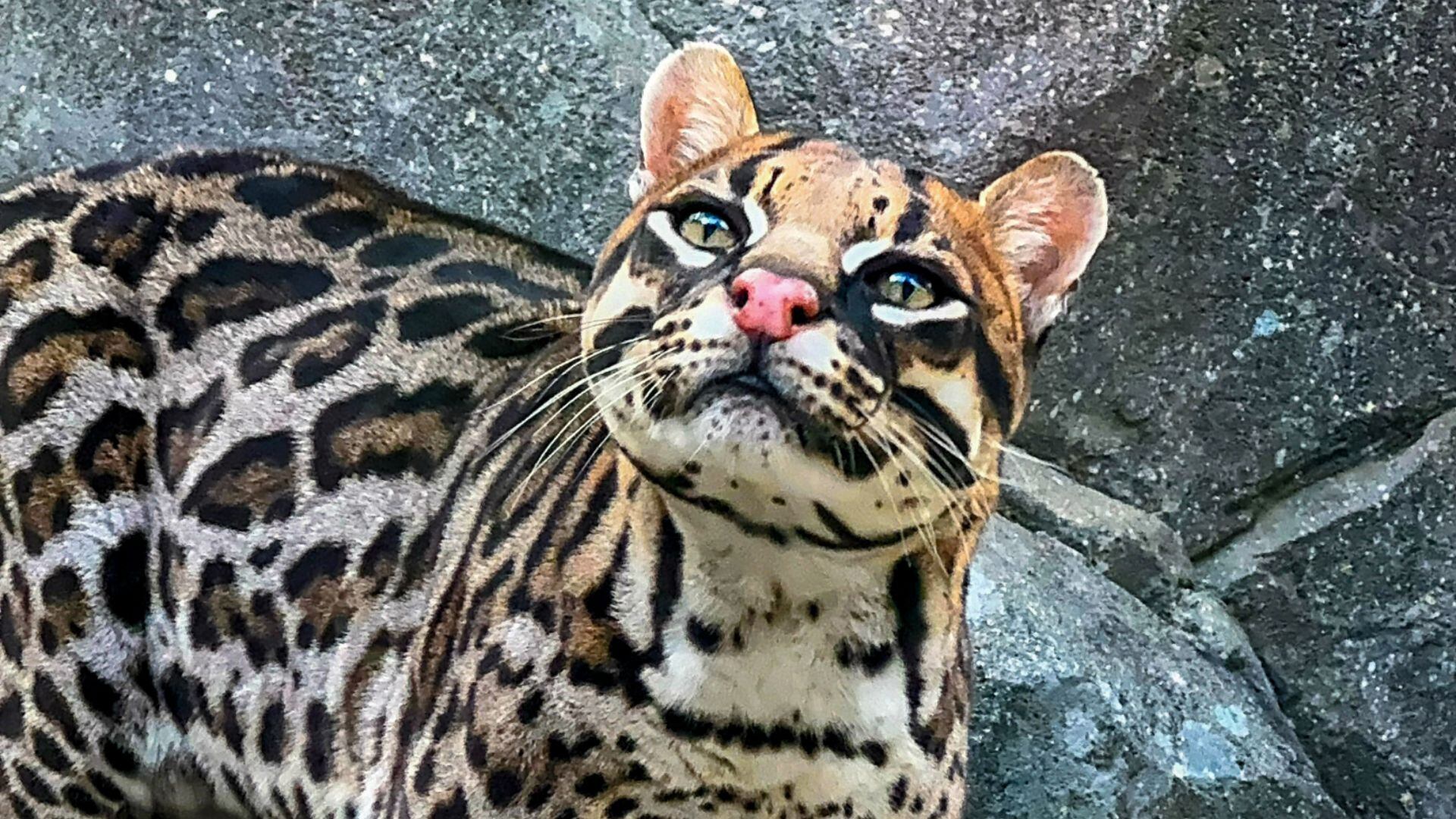 ‘Greatly missed’: North Carolina Zoo mourns death of 21-year-old ocelot
