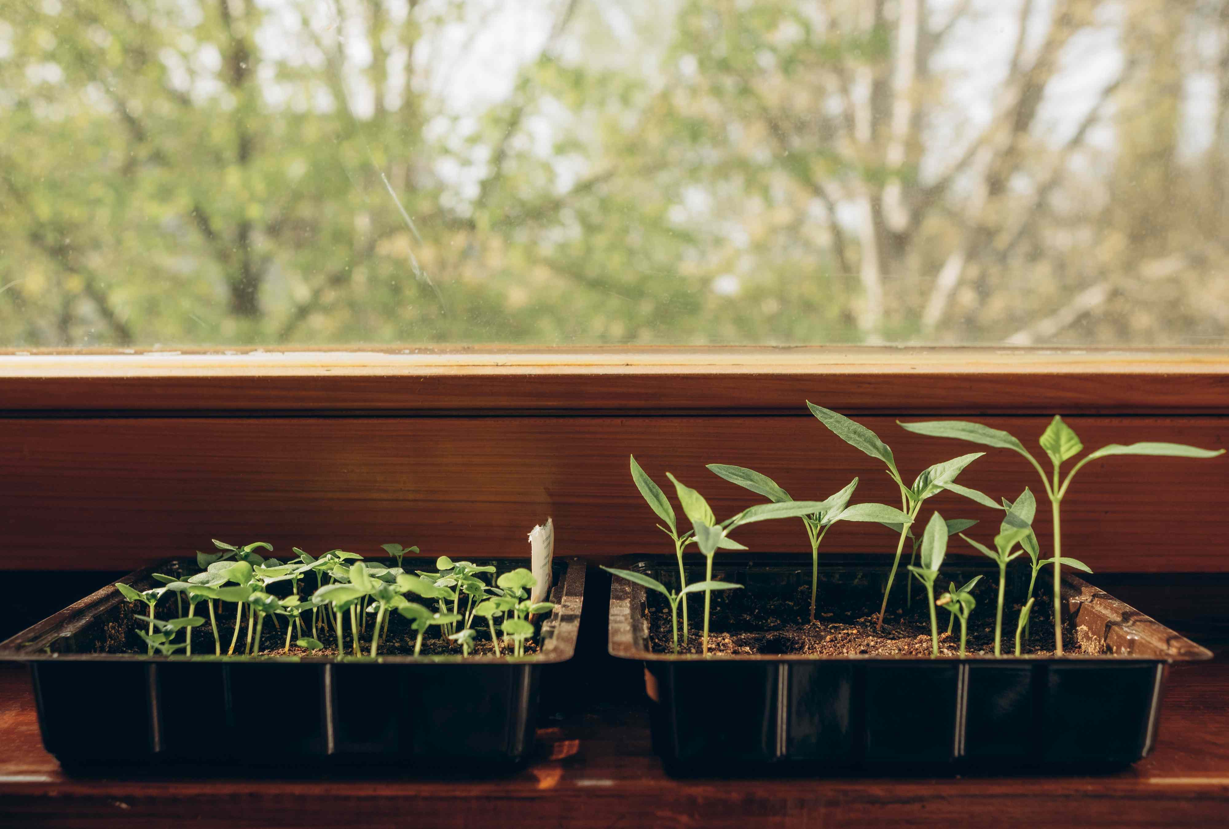 How to start your vegetable garden from seed: A complete guide