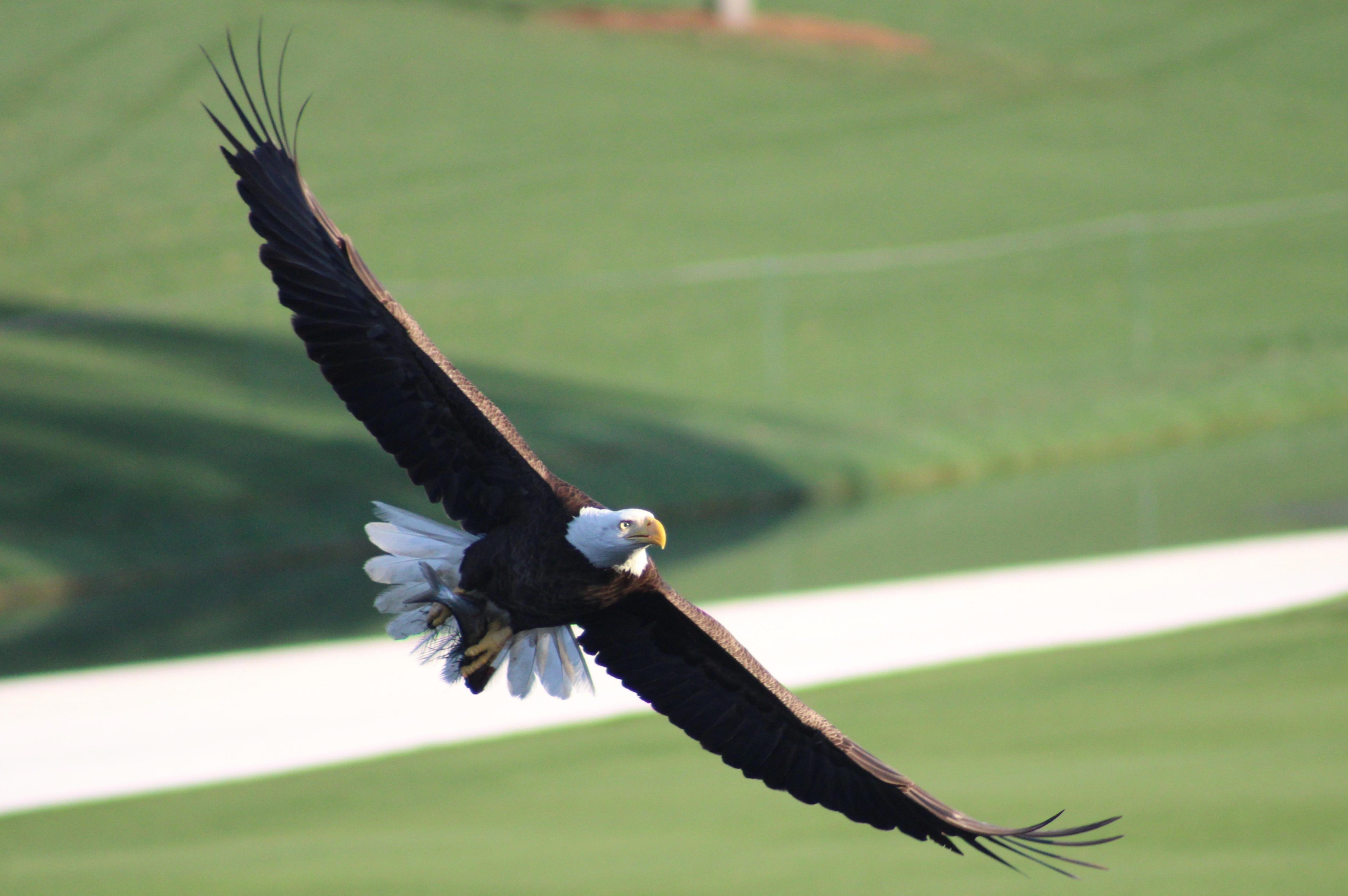 Players Championship eagles in focus, through 44 TPC Sawgrass years